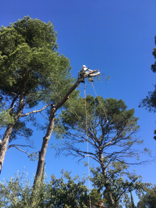 Photo de galerie - Bonjour, sur cette photo, vous pouvez me voir en train d’abattre, un pin parasol, j’étais à 10 m d’auteur environ. 