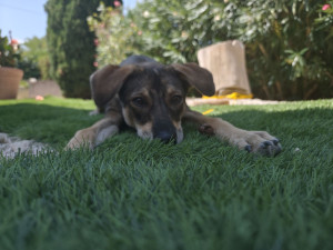 Photo de galerie - Garde chien