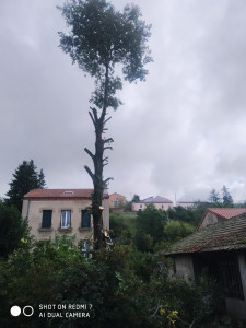 Photo de galerie - Elagage et abbattage