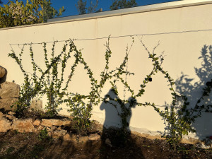 Photo de galerie - Mise en place d’un jasmin étoilé sur un mur 