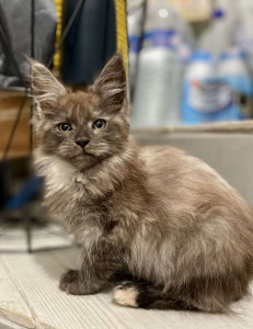 Photo de galerie - Garde de Wonka, chaton Maine Coon