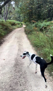 Photo de galerie - Garde chien