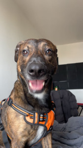 Photo de galerie - Mon chien 