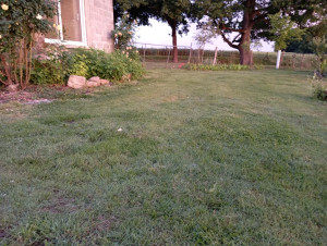 Photo de galerie - Tonte de printemps ?