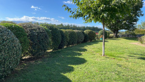 Photo de galerie - Taille d’arbustes 