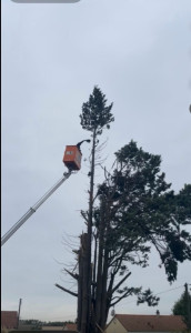 Photo de galerie - Abattage d’un sapins de 18 m avec nacelle 