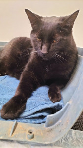 Photo de galerie - Garde chat