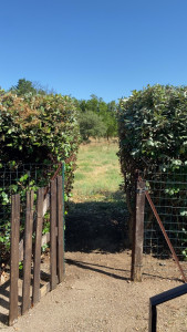 Photo de galerie - Taille et reconstitution d’un passage 