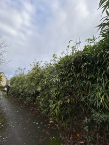 Photo de galerie - Taille d’une haie de bambou 