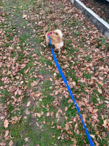 Photo de galerie - Garde chien