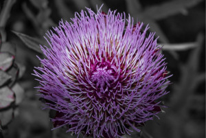 Photo de galerie - Fleur 