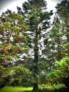 Photo de galerie - Elagage et coupe d'arbres