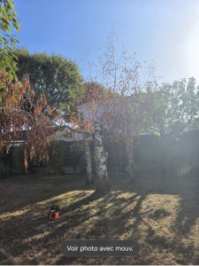 Photo de galerie - Elagage et coupe d'arbres