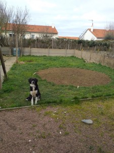 Photo de galerie - Garde chien