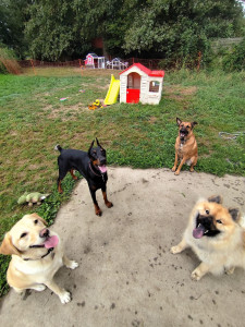 Photo de galerie - Dobermann eurasier en gardiennage 