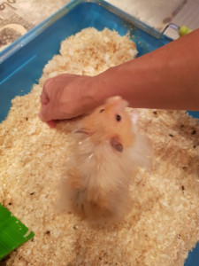 Photo de galerie - Garde animaux