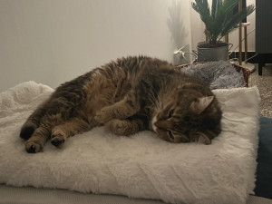 Photo de galerie - Minette est détendue 