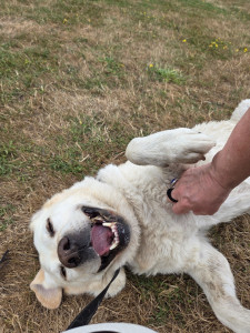 Photo de galerie - Leïa très contente après son bain (il faisait tellement chaud !)