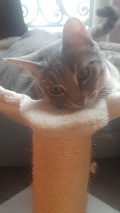 Photo de galerie - Catsitting 
