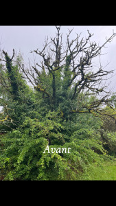 Photo de galerie - Alors là le client ma demande de abattre et le couper en 50 cm 