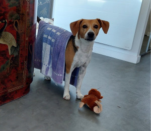 Photo de galerie - Garde de chien à son domicile et promenade ! 