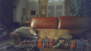 Photo de galerie - Gros dodo 