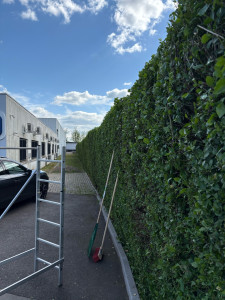 Photo de galerie - Taille haie