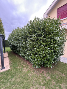 Photo de galerie - Elagage et coupe d'arbres