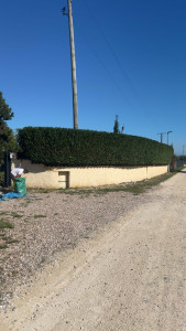 Photo de galerie - Taille de haies et d'arbustes