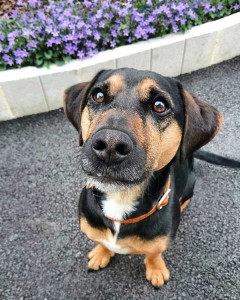 Photo de galerie - Garde chien
