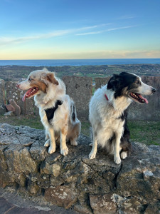 Photo de galerie - Balade à la montagne avec deux adorables toutous
