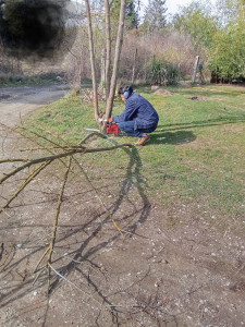 Photo de galerie - Abattage d'un petit arbre