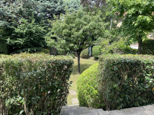 Photo de galerie - Après taille et tonte 