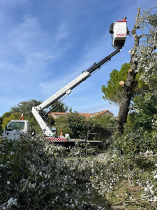 Photo de galerie - élagage avec camion nacelle 20m