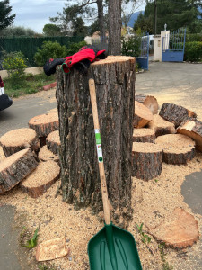 Photo de galerie - Abattage de pin 