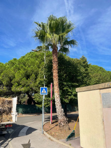 Photo de galerie - Taille de washingtonia