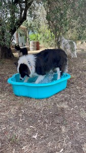 Photo de galerie - Avec les fortes chaleur tout le monde s’hydrate ?