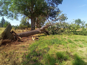 Photo de galerie - Elagage et coupe d'arbres