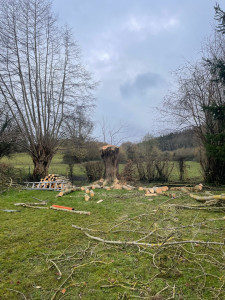 Photo de galerie - Elagage et coupe d'arbres