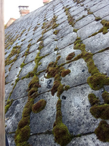 Photo de galerie - Couverture - Toiture