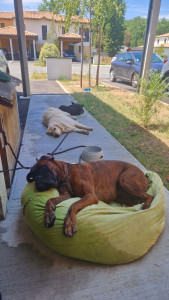 Photo de galerie - Garde chien