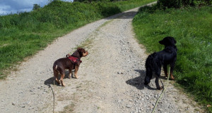 Photo de galerie - Balade avec deux loulous rapidement devenus copains