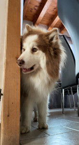 Photo de galerie - Garde de chiens 