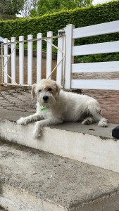 Photo de galerie - Garde chien