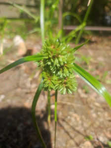 Photo de galerie - Paysagiste - Aménagement du jardin