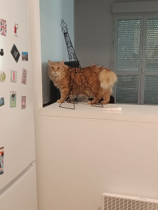 Photo de galerie - Voici Marcel. Marcel est très beau, tolère ma présence dans sa demeure mais ne cesse de me crier dessus. Malgré tout, j'adore Marcel !