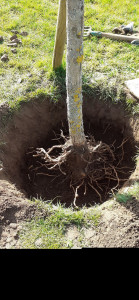 Photo de galerie - Plantation d'un catalpa ,trou fait avec une tarière.