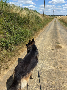 Photo de galerie - Mon chien ! 