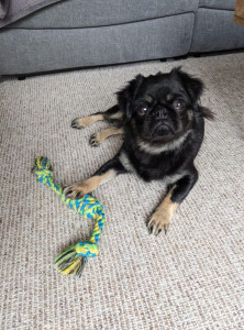 Photo de galerie - Session de tir à la corde avec Vanille : cette jeune carlin a travaillé son rappel le temps d'un weekend ?
