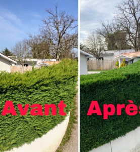 Photo de galerie - Taille de haie